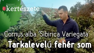 Színes sövények Tarkalevelű fehér som  Cornus alba Sibirica Variegata [upl. by Agneta]