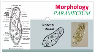 Paramecium caudatum Habitat amp Morphology part 1 external structure [upl. by Nylauqcaj871]