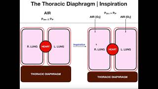 The Mechanisms of Breathing Ventilation  Inspiration amp Expiration [upl. by Oriel187]