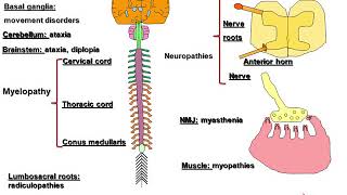 Autoimmune Neurology Paraneoplastic Disorders and Beyond [upl. by Magulac]