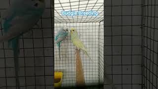 Budgie Breeding Clearwing with Dilute rainbowbudgies shorts [upl. by Olivier253]