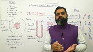 Structure of chromosomes Urdu Hindi medium profmasoodfuzail Morphology of Chromosome [upl. by Vijar326]