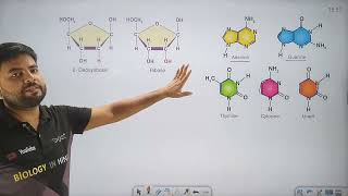 Structure Of DNA  DNA की संरचना  आनुवंशिक पदार्थ DNA  Genetic material DNA  Biology in hindi [upl. by Dixie]