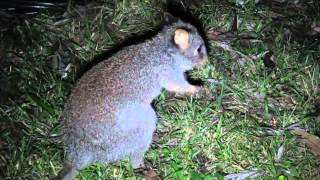 Rufous Bettong stalking NSW [upl. by Charteris]