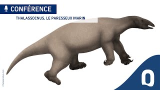 Conférence  Thalassocnus le paresseux marin [upl. by Ahseat]