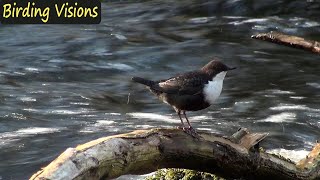 The incredible Dipper Fossekall  Birds of Norway [upl. by Salchunas]