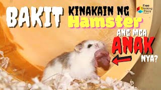 CANNIBALISM IN ANIMAL KINGDOM  HAMSTER EATING BABIES amp CANNIBAL LION [upl. by Eenaej750]