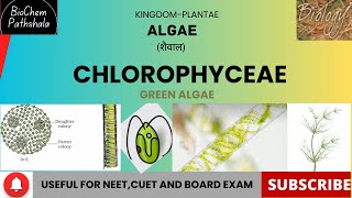 BIO 13 Chlorophyceae Algae [upl. by Atela]