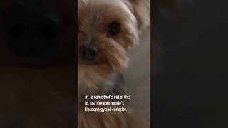 Here are the Top 5 Unique Names for a Boy Yorkshire Terrier cutedog cutepets dog doglover [upl. by Rovert]