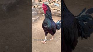 Watch Mushka Rooster’s Unique Crowing Style 😍🐓shorts rooster viralvideo murga [upl. by Eirellav774]