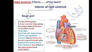 Internal Features of the Heart Part 2  The Ventricles [upl. by Nadaba313]