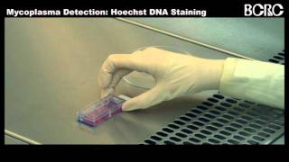 Mycoplasma DetectionHoechst DNA Stainingwmv [upl. by Byram]