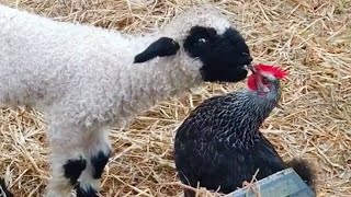 THIS will make you LAUGH ALL DAY  Best Funniest Animal Videos Of The week [upl. by Aistek714]