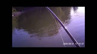 Salmon fishing Nottawasaga river Sep 21 2020 [upl. by Kulda]