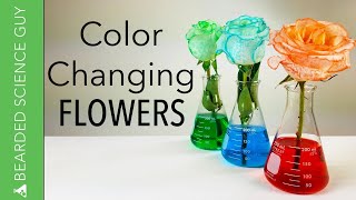 Color Changing Flowers Experiment Biology [upl. by Cirad]