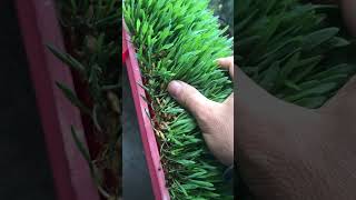 How To Grow Barley grass at Home [upl. by Yerok]