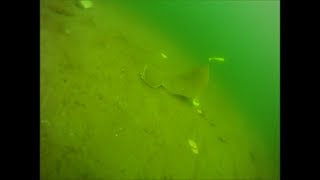 Bucktailing Fluke  Underwater View Part 1 [upl. by Sands]