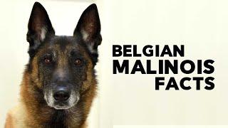 Belgian Malinois Everything You Need to Know [upl. by Collbaith]