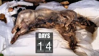 Time Lapse Pig Decomposition  Secrets of Everything  Earth Science [upl. by Rechaba]