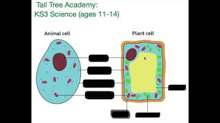 KS3 Science  Animal amp Plant Cells [upl. by Nodle]