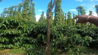 Visit to my cousins Coffee Estate And Pepper Plantation South Coorg Near Kerela border [upl. by Macleod532]