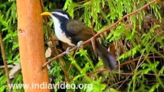 Indian Scimitar Babbler Bird [upl. by Halak536]