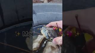 RedEared Slider Turtle  Care Guide  Tiktok [upl. by Atiekahs]