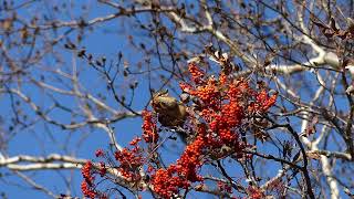 Siberian Chipmunk  Eutamias sibiricus  20241005 Jilin China [upl. by Alastair]