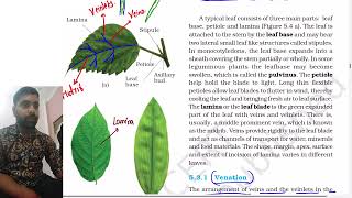 Morphology of flowering plants class 11  Venation  Types of leaves  NEET Part 2 [upl. by Aicineohp333]