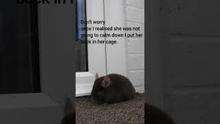 Chinchilla barking at the sound of an aeroplane shorts [upl. by Pawsner]