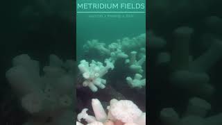 metridium run 4 underwater scubadiving gopro ocean travel monterey metridium [upl. by Maidy324]