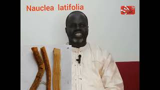 ndiariniou nandox  Nauclea latifolia  par pr Ousmane Ndiaye [upl. by Akilam296]