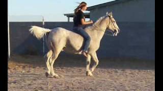 My Arabian Gelding Sam [upl. by Iphagenia]