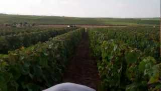 The vineyards of Champagne Armand de Brignac [upl. by Ahsircal937]