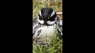 Blackthroated Gray Warbler [upl. by Okramed]