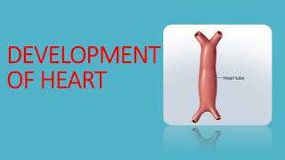 Development of heart part 1  easy embryology gross anatomy [upl. by Dorr]