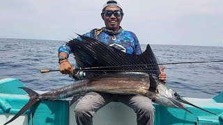 ikan layaran vs cangkek 6 lb [upl. by Ahsimat]