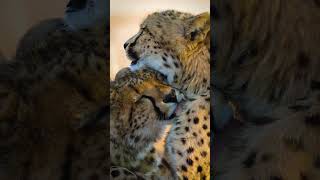 Cheetah tenderness [upl. by Augustine]