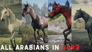 RDR2  All Arabian horses Location in Red Dead Redemption 2 [upl. by Akeemaj]