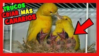 TRUCOS para CRIAR mas CANARIOS en la CRIA DE CANARIOS 🐥 COMO CRIAR CANARIOS Muy Fácil [upl. by Sheff]