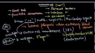 Escherichia coli introduction [upl. by Lizette]