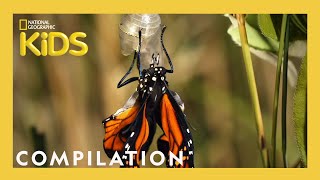 AMAZING ANIMALS  1 Hour  Nat Geo Kids Compilation  natgeokids [upl. by Yeliac]