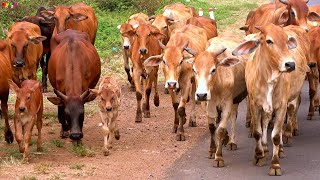 Sapi Lucu Joget Lagu Selamat Ulang Tahun Lagu Anakanak [upl. by Nnyroc98]