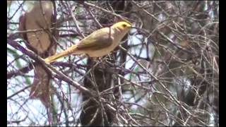 Whiteplumed Honeyeater [upl. by Aihsekel749]