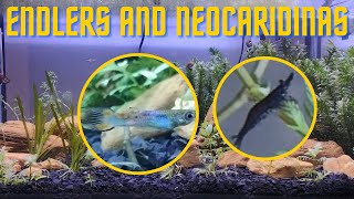 Fish and Shrimp TANK  Endlers and Neocaridina [upl. by Dunstan]