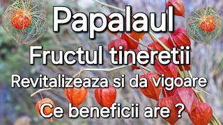 Papalaul si Catina   Beneficii Recoltare Unde se gasesc [upl. by Eirret]