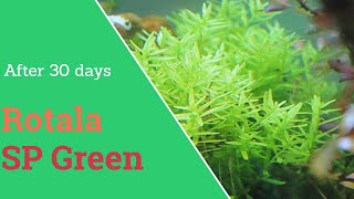 Rotala Sp Green planting and 30 days growing [upl. by Ettevey226]