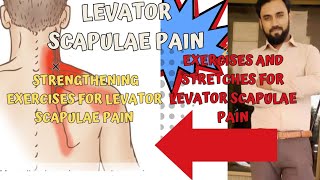 exercises stretches and strengthening exercises for levator scapulae pain [upl. by Ambert]