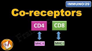 Coreceptors CD4 and CD8 FLImmuno29 [upl. by Anihcak]