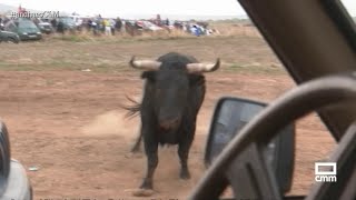 Arriesgado encierro en Málaga del Fresno  Ancha es CastillaLa Mancha [upl. by Zeke]